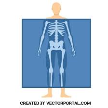 X Ray Body Scan Vector Image Vector Free Vector Images Free Vector Images