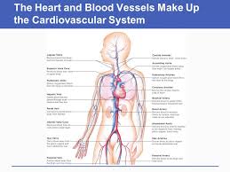Additionally, blood vessels provide the ideal. Circulation The Heart And Blood Vessels Chapter Ppt Download