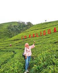 Maybe you would like to learn more about one of these? 8 Kebun Teh Paling Indah Dan Instagramable Cuma Ada Di Indonesia