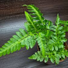 Image result for Rumohra adiantiformis