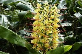 Image result for Helichrysum keilii