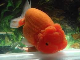 Pet City Asian Betta Alliance Aba The Premier Betta Club In The Philippines Goldfish Aquarium Pretty Fish Cute Fish