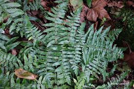 Image result for Diplazium nemorale