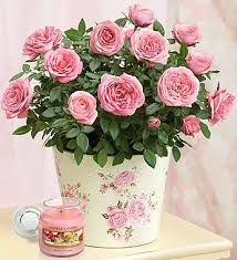 These delicate, miniaturized trees whether you're looking for a graceful and refined bonsai tree or a flowering bonsai plant, we have convenient delivery options to ship straight to your door. Classic Budding Rose From 1 800 Flowers Com 18628 Flower Gift Flower Vase Diy Birthday Flowers