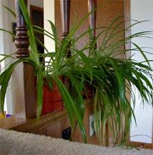 Image result for Chlorophytum pauper