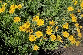 Image result for Xyris asterotricha