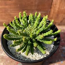 Image result for Euphorbia fanshawei