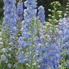 Delphinium Seeds Delphinium Cultorum Summer Skies Flower Seed Delphinium Flowers Flower Seeds Delphinium