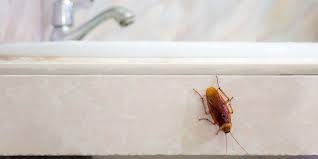Maybe you would like to learn more about one of these? 5 Common Types Of Cockroaches That Can End Up In Your Home