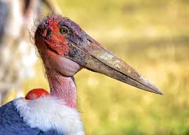 The best way to make a substitute nest for the baby bird is to get a covered cardboard box, such as a shoebox, which you'll need to punch a number of holes in the bottom of. 39 Marabou Stork Facts The Bird Of Nightmares Justbirding Com