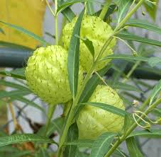 Image result for Gomphocarpus physocarpus