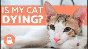 How To Tell If Your Cat Is Dying Youtube