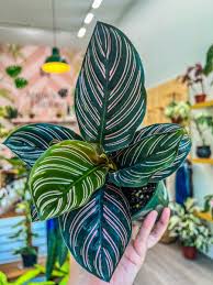 Image result for calathea