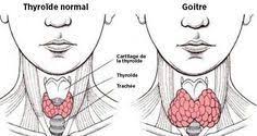 La sécrétion des hormones thyroïdiennes (t3 et t4) est régulée par l'hypophyse, qui produit la tsh (thyroid stimulating hormone). Tyroide