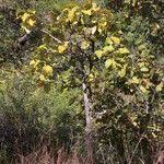 Image result for Multidentia crassa