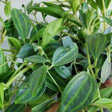 Image result for Duosperma quadrangulare