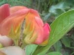 Image result for Crotalaria serpentinicola
