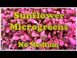 Growing sunflower plants is a fun part of summer time gardening. How To Grow Sunflower Microgreens The Ihg Method Youtube