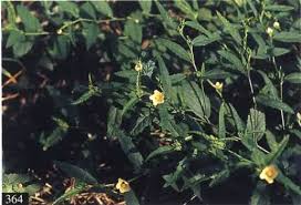Image result for Sida veronicifolia