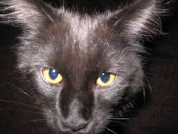 This color travels through the ears, tail and face, and the eyes are yellow, but can also be brown. Maine Coon Black Solid Home Facebook