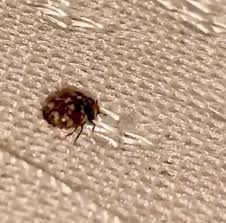 Carpet beetles generally live outdoors but they can reach into your home via plants or flowers. Guys Can Somebody Please Confirm For Me That These Are Carpet Beetles And Not Bed Bugs Found A Few Few Of These Increasingly On My Bed The Last Week Or So And