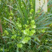 Green Hopseed Bush Dodonaea Viscosa Civano Nursery Tucson Plant Nursery Plants Evergreen Shrubs Plant Nursery