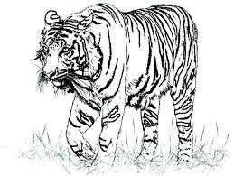 Supercoloring.com is a super fun for all ages: Tiger Coloring Pages Pdf Coloringfolder Com Animal Coloring Pages Shark Coloring Pages Realistic Animal Drawings