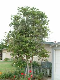 Image result for Lophostemon confertus