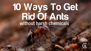 get rid of ants without harsh chemicals
