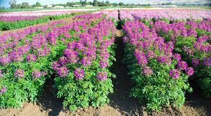 Image result for Cleome spinosa