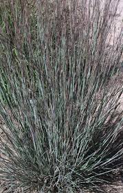 Image result for Schizachyrium brevifolium