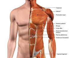 Pectoral, shoulder, upper arm, anterior forearm, posterior forearm, and the hand. Male Anterior Thoracic Wall Chest Muscles Labeled On White Background Skin Seratus Anterior Stock Photo 200634606