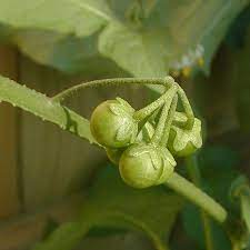 Hypericum berries are commonly used in flower arrangements both before they ripen and once they turn deep red. Black Nightshade Solanum Ptycanthum