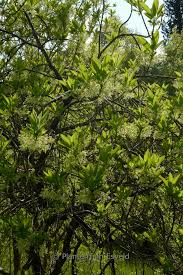 Image result for Chionanthus niloticus