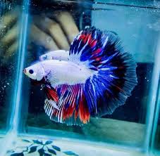 Viele unserer tiere bieten wir hier zum verkauf an! Betta World Posts Facebook