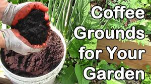 Coffee grounds are fresh organic materials that are high in nitrogen, potassium, and phosphorus. 7 Uses For Coffee Grounds On Plants In The Garden