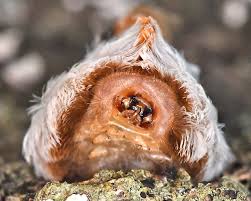 We did not find results for: Puss Caterpillar Southern Flannel Moth Megalopyge Opercul Flickr