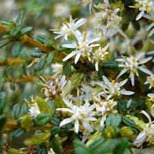 Image result for Oleandra distenta