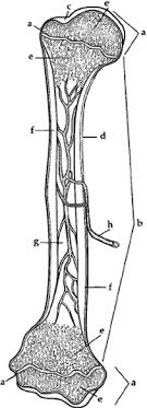 These coloring pages feature funny skeleton pictures such as a skeleton cut out to make decorations from, skeleton pirate, dancing skeleton and skeletons for halloween. Anatomy The Skeletal System Physiology Anatomy Coloring Book Anatomy