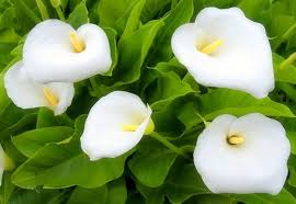Image result for Zantedeschia aethiopica