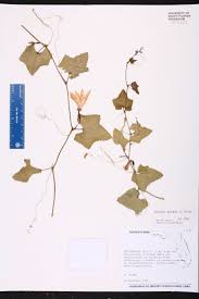 Image result for Coccinia grandis