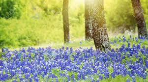 Hours may change under current circumstances Texas Bluebonnet Flowers Blooming Under The Trees On The Meadow In Spring Stock Photo Picture And Royalty Free Image Image 121649501