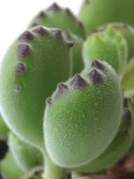 Cotyledon Tomentosa Bear S Paw World Of Succulents Unusual Plants Succulent Gardening Planting Succulents