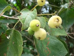 Image result for Guettarda