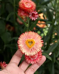 Image result for Helichrysum nitens