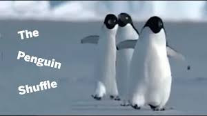 How does a penguin launch itself from the sea? Walk Like A Penguin Youtube