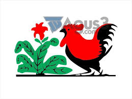 Search more high quality free transparent png images on pngkey.com and share it with your friends. 42 Ayam Jago Ideas In 2021 Chicken Illustration Illustration Chicken Logo