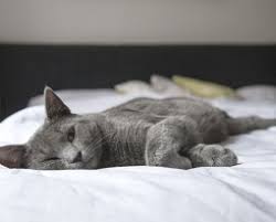 The organic oil is totally clear in color and offers disinfectant properties. Iris Melanosis Vs Iris Melanoma The Cat Hospital Of Media