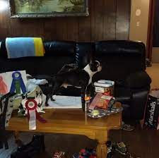 We did not find results for: Double D Kennels Posts Facebook