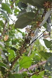 Image result for Bellucia